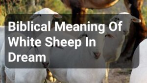 Biblical Meaning Of White Sheep In Dream