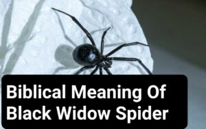 Biblical Meaning Of Black Widow Spider