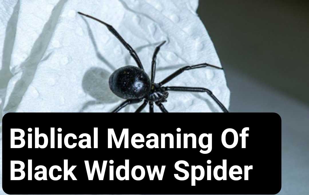 Black Widow Symbolic Meaning Black Widow | Black Widow Tattoo | Mike