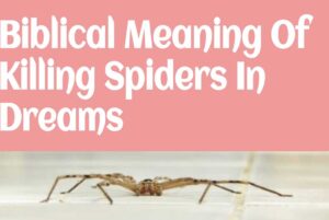 Biblical Meaning Of Killing Spiders In Dreams