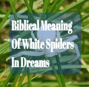 Biblical Meaning Of White Spiders In Dreams