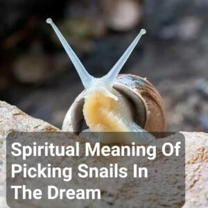 Spiritual Meaning Of Picking Snails In The Dream