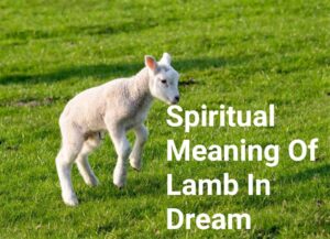 Spiritual Meaning Of Lamb In Dream