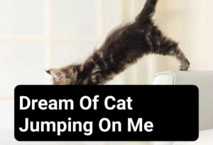 Dream Of Cat Jumping On Me