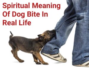 Spiritual Meaning Of Dog Bite In Real Life